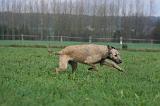 IRISH WOLFHOUND 278